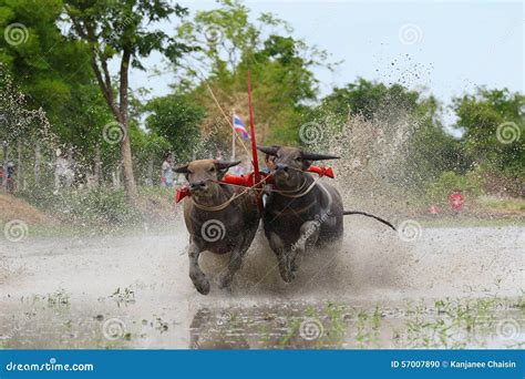 A Symbol of Power and Tenacity: The Ebony Water Buffalo in Local Tradition