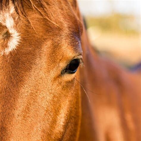 A Symbolic Journey: Unveiling the Mysteries of a Chestnut Equine