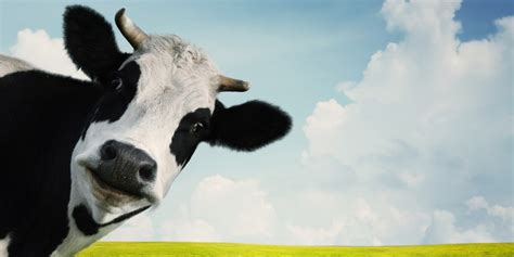 A Talking Cow: Revealing the Enigma behind their Elusive Escape