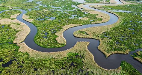 A Thrilling Expedition in the Louisiana Wetlands