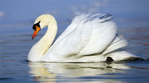 A Visual Delight: Decoding the Swan's Graceful Performance