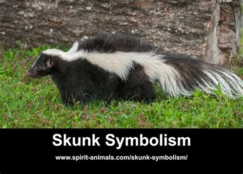 A Warning Sign or a Wake-up Call: Decoding the Message behind Skunk Bite Dreams