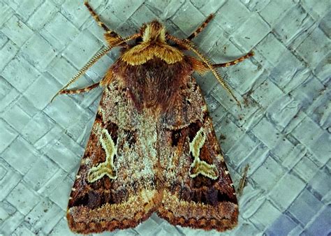 Abyss of the Unknown: Deciphering Enigmatic Dreams of Chestnut-colored Moths in Obscurity