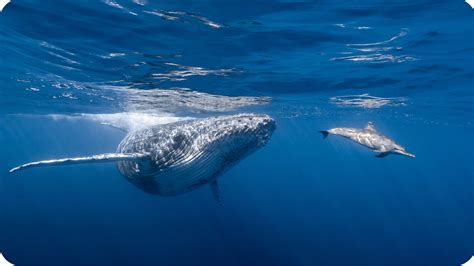 Abyssal Encounters: Experiencing the Wonders of Marine Wildlife