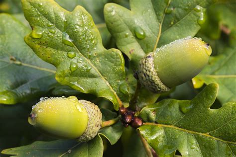 Acorns in Folklore and Mythology