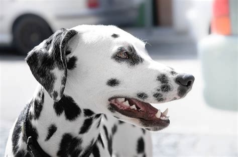 Active Families: Embrace the Energy and Excitement of Dalmatian Pups