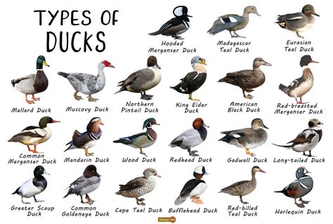 Adaptation of Small Ducks to Various Habitats: Exploring the Versatile Nature of these Curious Avians