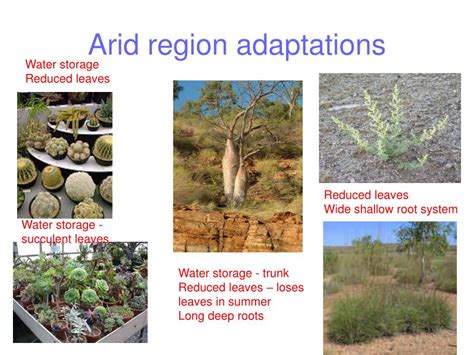 Adaptations and Miracles of Arid Region Flora