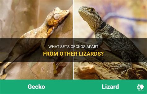 Adaptations that Set Geckos Apart