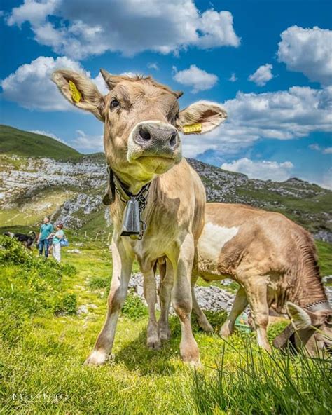 Admiring the Elegance: Captivating Photographs of Majestic Cows That Will Leave You in Awe