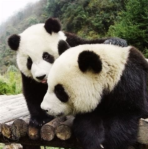 Adoption and Breeding Programs: How They Contribute to the Conservation of Baby Pandas