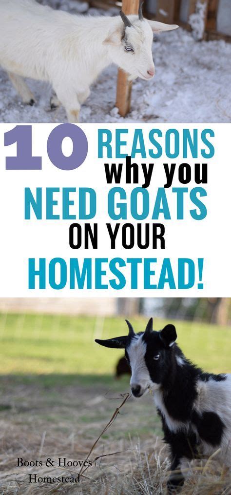 Advantages of Owning a Goat on Your Homestead