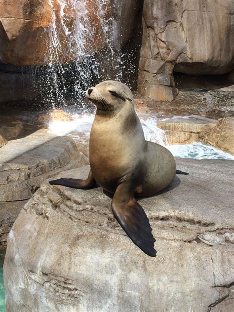 Aerial Acrobats: Majestic Seals in the Animal Kingdom