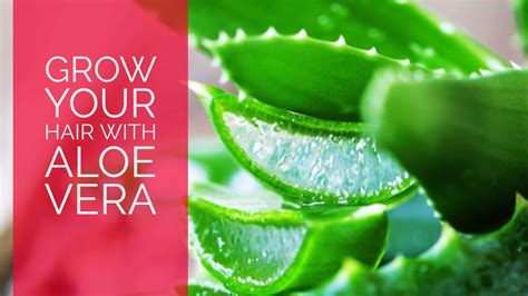 Aloe Vera for Hair: Strengthen and Nourish Your Locks