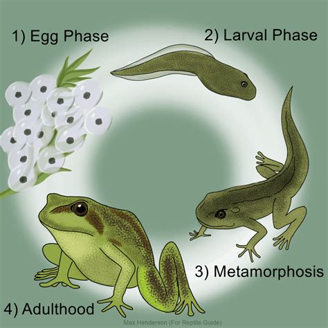 Amphibious Wisdom: Decrypting Frog Metamorphosis Significance