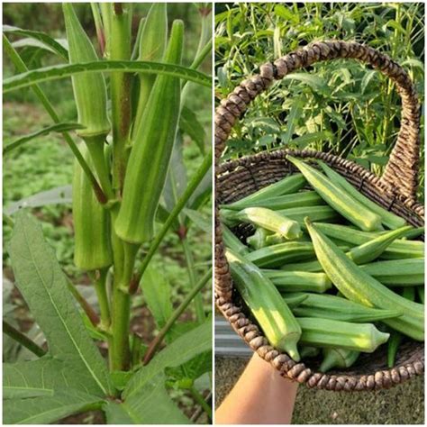 An Anti-Diabetic Powerhouse: The Nutritional Magic of Okra