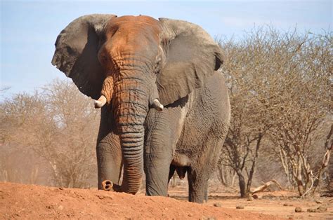 An Elephant's Nightmare: The Deadly Chase