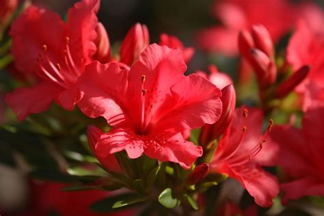 An Emblem of Love: Decoding the Romantic Significance of the Azure Azalea