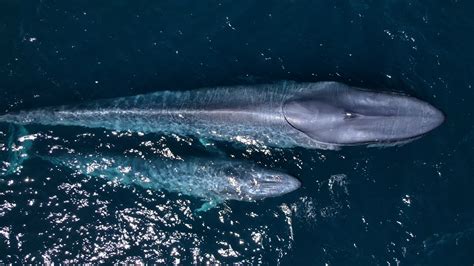 An Encounter of a Lifetime: Joining the Ranks of Fortunate Individuals who Witnessed the Majestic Blue Whale