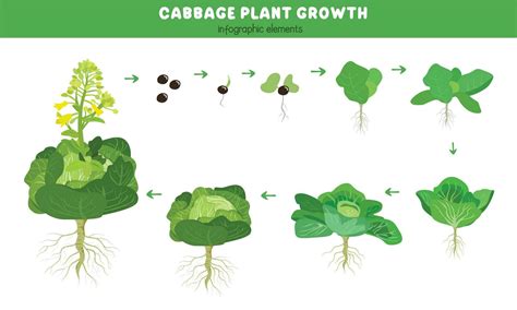 An Exploration of Cabbage as a Metaphor for Growth