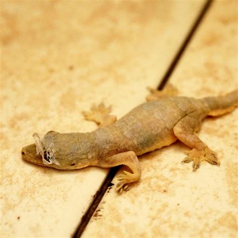 An In-depth Analysis of the Symbolic Significance and Interpretations of House Geckos in Dreams