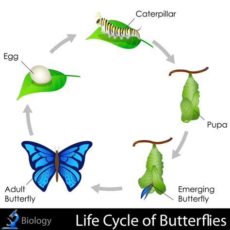 An Insight into the First Films Depicting Metamorphosis of Butterflies