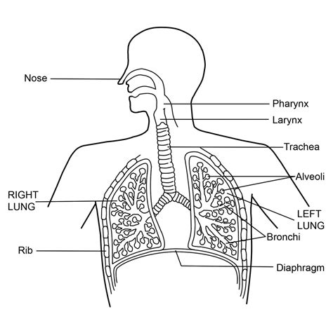 An Uncanny Experience: Piercing Sharpness in Your Respiratory Organ