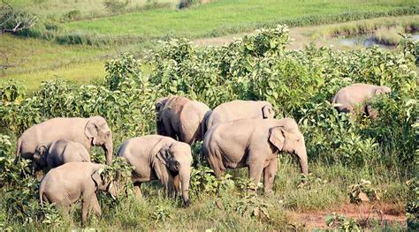 An Unconventional Pet Choice: The Appeal of Owning an Elephant