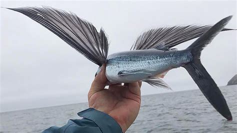 An Unexpected Discovery: Fish Can Fly