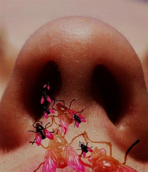 An Unexpected Find: Flies Residing Within Human Nostrils