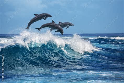 An Unforgettable Encounter: Dolphins leaping in their natural habitat