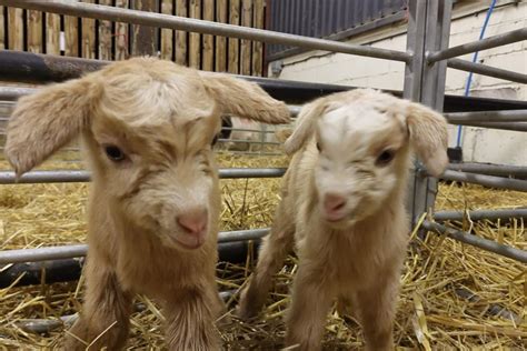 An Unforgettable Experience: Cuddling with Young Goats