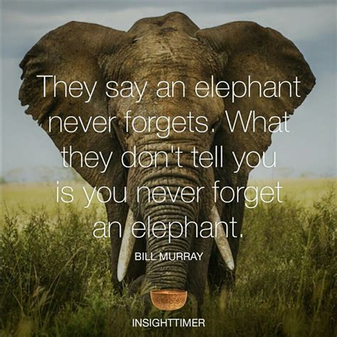 An Unforgettable Experience: The Elephant's Fascinating Gestures