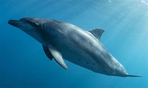 An Unsettling Phenomenon: Dolphin Attacks in Dreams