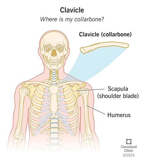 Analyzing the Dreamlike Imagery of Collar Bones