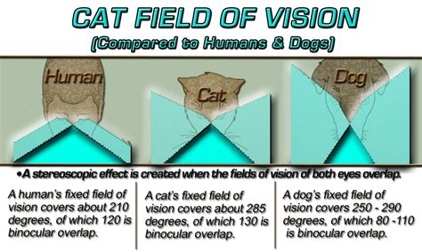 Analyzing the Fiery Feline Vision