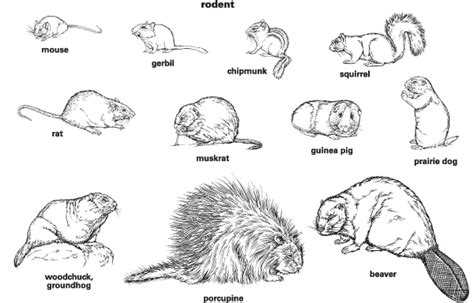 Analyzing the Magnitude of the Rodent: Interpretation of its Significance