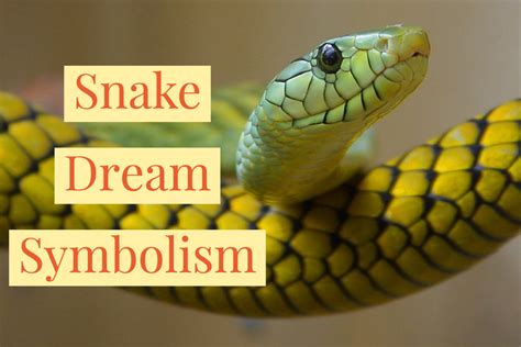 Analyzing the Meaning of Snake Dreams