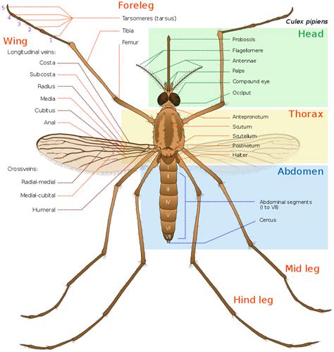 Analyzing the Mosquito Symbol: What Does it Represent?