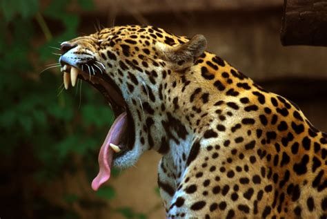 Analyzing the Personal Connection to Jaguars and Aggression