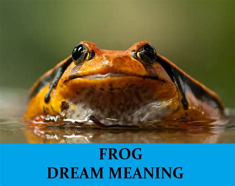 Analyzing the Possible Emotional and Psychological Meanings of Dreaming about Dark-Hued Frog Tadpoles