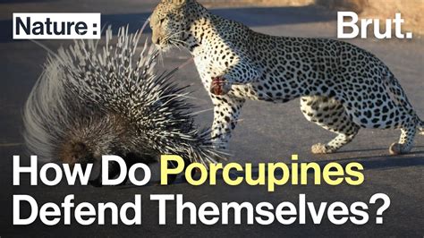 Analyzing the Self-Defense Mechanism Portrayed by the Porcupine