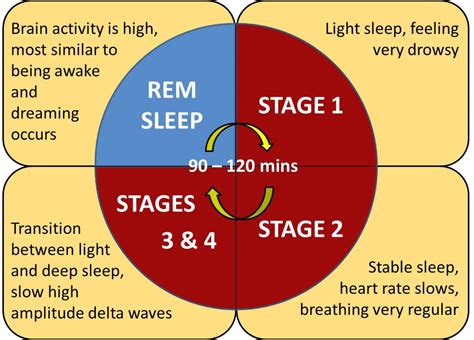 Analyzing the potential physiological significance of experiencing dreams featuring blood pouches