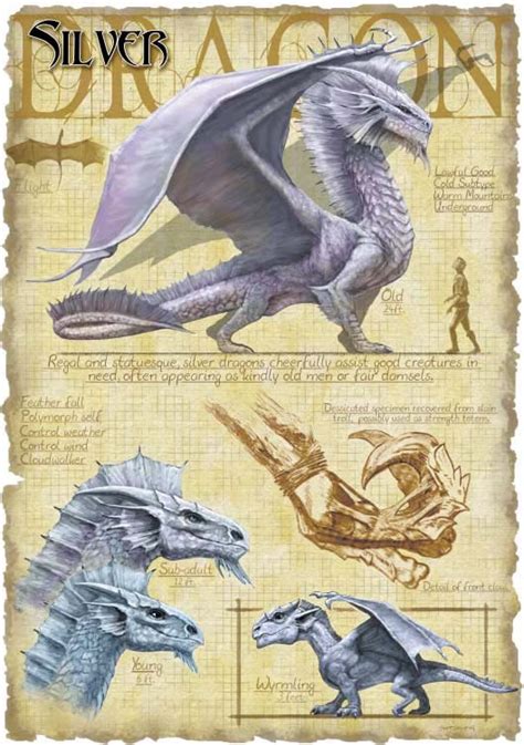 Anatomy and Characteristics: Discovering the Intriguing Traits of Dragons