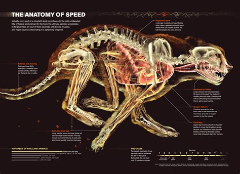 Anatomy of Speed: Exploring the Adaptations that Enable Cheetahs to Run at Remarkable Speeds