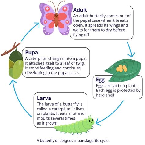 Animal Birth Dreams and the Cycle of Life