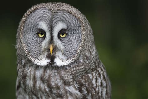 Animals as Messengers: Decrypting Grey Owl's Dream Language