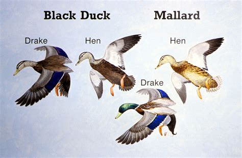 Appearance and Morphology: Deciphering the Mysterious Characteristics of the Black Duck