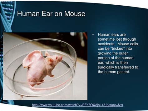 Applications and Benefits of Cultivating Human Ears through Biotechnology