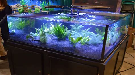 Aquarium Setup 101: A Beginner's Guide to Creating Your Own Underwater Haven